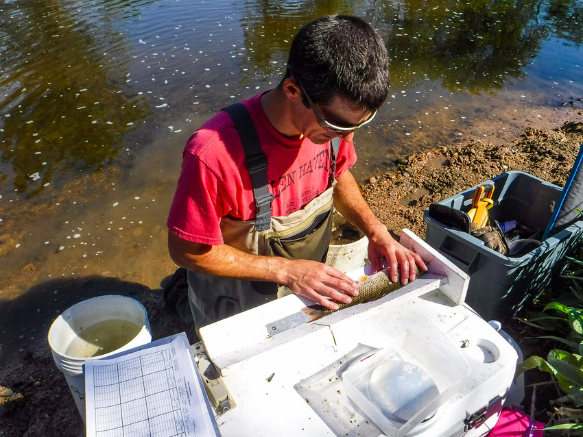 Jordan Parman is measuring the white sucker fish; they are also tested for water quality.